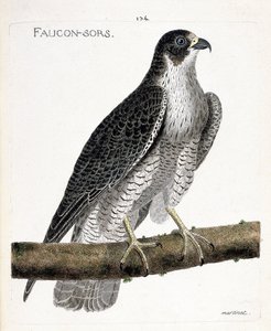 Tavola zoologica (ornitologia): il falco pellegrino (falco pellegrino o falco peregrinus) su un ramo. Illustrazione in "La storia degli uccelli, dipinti nei loro aspetti apparenti e sensibili" di François Nicolas Martinet (1731-1800). Collezione privata da Francois Nicolas Martinet