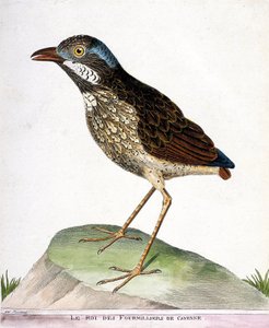 Tavola zoologica (ornitologia): il re dei quattromila di Cayenne (grallaria varia). Illustrazione in "La Storia degli Uccelli, Dipinti nei Loro Aspetti Apparenti e Sensibili" di Francois Nicolas Martinet (1731-1800). Collezione privata da Francois Nicolas Martinet