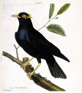 Tavola zoologica (ornitologia): il mainate (mainate religioso o gracula religiosa) su un ramo. Illustrazione in "La storia degli uccelli, dipinti nei loro aspetti apparenti e sensibili" di François Nicolas Martinet (1731-1800). Collezione privata