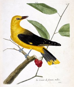 Carta zoologica (ornitologia): il maschio di oriolo francese (oriolo europeo o oriolus oriolus) su un ramo. Illustrazione in “La storia degli uccelli, dipinti nei loro aspetti apparenti e sensibili” di Francois Nicolas Martinet (1731-1800). Collezione priv da Francois Nicolas Martinet