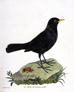 Carta zoologica (ornitologia): il merlo maschio (turdus merula). Illustrazione in "The History of the Birds" di Francois Nicolas Martinet (1731-1800). Collezione privata. da Francois Nicolas Martinet