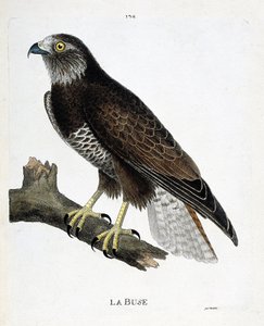 La poiana (buteo buteo) su un ramo. Illustrazione in "La storia degli uccelli, dipinti nei loro aspetti apparenti e sensibili" di Francois Nicolas Martinet (1731-1800). Collezione privata da Francois Nicolas Martinet