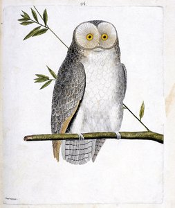 Tavola zoologica (ornitologia): il gufo (Barbagianni o Tyto Alba) su un ramo. Illustrazione in "La storia degli uccelli, dipinti nei loro aspetti apparenti e sensibili" di François Nicolas Martinet (1731-1800). Collezione privata da Francois Nicolas Martinet
