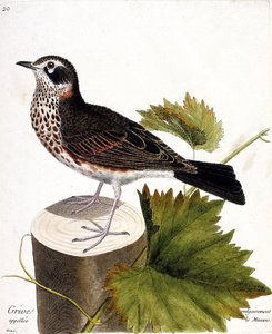 Tavola zoologica (ornitologia): Il tordo comunemente chiamato mauvis (tordo mauvis o turdus iliacus) su un ceppo d