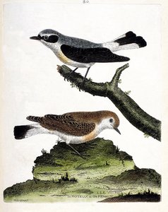 Tavola zoologica (ornitologia): il vitrec (o motous) sul ramo e la sua femmina (motous stalk o oenanth). Illustrazione in 
