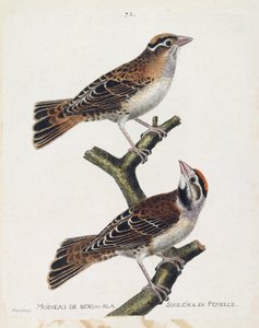 Carta zoologica (ornitologia): il passero del legno o il sollievo (passero di Hudson o spizea arborea) e la sua femmina (passero sollevato o petronia petronia). Illustrazione in “La storia degli uccelli, dipinti nei loro aspetti apparenti e sensibili” di F da Francois Nicolas Martinet