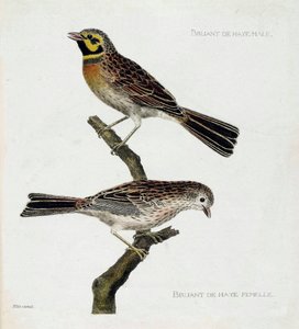 Tavola zoologica (ornitologia): dall
