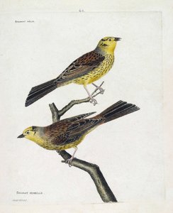Tavola zoologica (ornitologia): dall