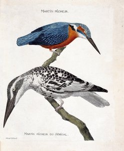 Tavola zoologica (ornitologia): dall