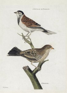 Tavola zoologica (ornitologia): dall