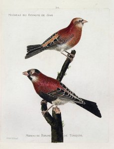 Tavola zoologica (ornitologia): dall