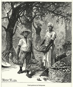 Raccoglitori di pesche in Madagascar (incisione)