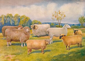 Razze di pecore, c. 1902-1910 da Frank Babbage
