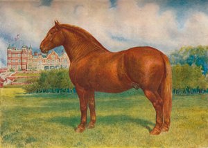 Suffolk sire Prince Wedgwood