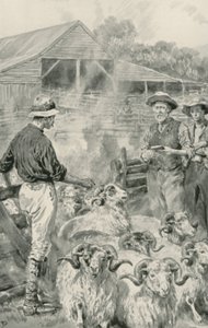 Una stazione di pecore sulle pianure di Canterbury da Frank Dadd