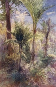Nuova Zelanda: Palme Nikau da Frank H Wright