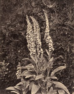 Volpini, c. 1860 (foto)