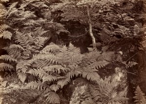 Studio di felce senza titolo, fine anni 1870 da Frank Meadow Sutcliffe