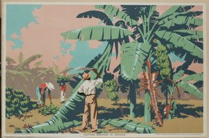 Raccolta di banane in Giamaica da Frank Newbould