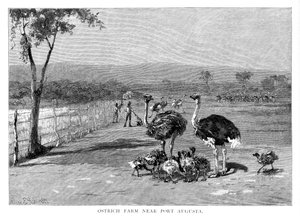 Fattoria di struzzi vicino a Port Augusta, Australia Meridionale, 1886