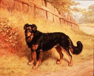 Border Collie da Frank Paton