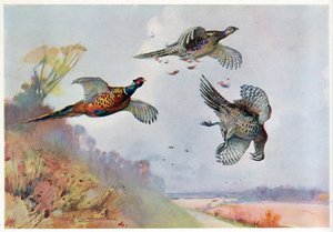 Fagiani alti, illustrazione da 