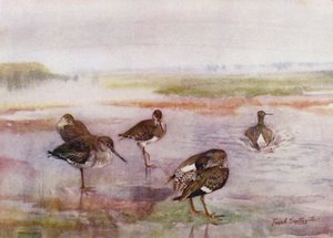 Norfolk Broads: Redshank da Frank Southgate