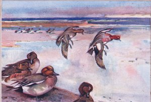 Alzavole, illustrazione da Wild Nature & Country Life pubblicata da Hodder & Stoughton, c.1910 da Frank Southgate