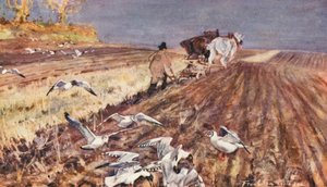 Vita selvaggia in East Anglia: Gabbiani testanera che seguono l