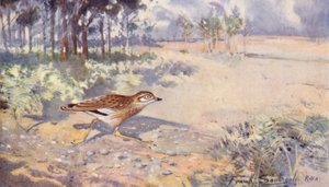 Fauna selvatica in East Anglia: Occhione