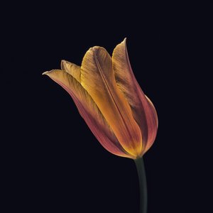 Tulipano arancione brillante da Frank Ulrich Gandenberger