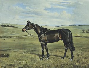 Drimore Lad da Franklin Brooke Voss