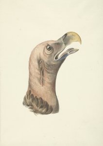 Testa di un avvoltoio orecchiuto (Otogyps auricularis Daud) da François Levaillant (circle of)
