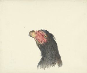 Testa di un avvoltoio da François Levaillant (circle of)