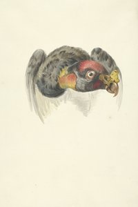 Testa di un avvoltoio reale (Sarcoramphus papa)