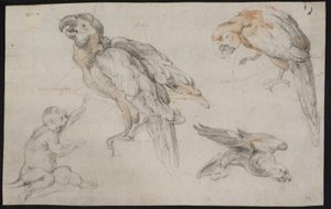 Foglio di Studio con Pappagalli e Scimmia da Frans Snijders