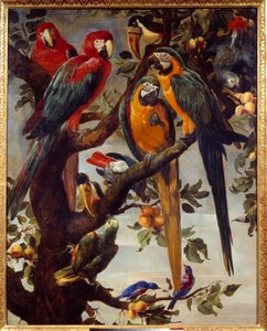 Pappagalli e altri uccelli da Frans Snyders