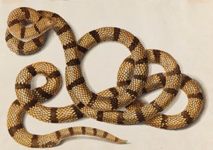 Serpente, 1770-1780 da Franz Anton von Scheidel