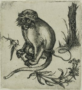 Una scimmia incatenata