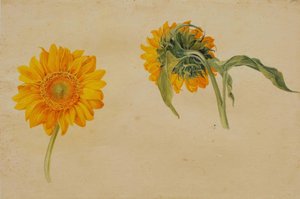Girasoli da Franz Horny