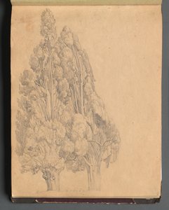 Album con vedute di Roma e dintorni, studi di paesaggio, pagina 13a: Alberi da Franz Johann Heinrich Nadorp