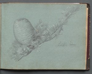 Album con Vedute di Roma e Dintorni, Studi di Paesaggio, pagina 49a: Studio di un Ramo Sempreverde con Pigna da Franz Johann Heinrich Nadorp