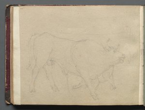 Album con vedute di Roma e dintorni, studi di paesaggio, pagina 51b: Studio di un toro da Franz Johann Heinrich Nadorp