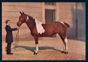 Una fotografia di un cavallo scattata con un obiettivo Zeiss Tessar, c1908 da Franz Kuhn
