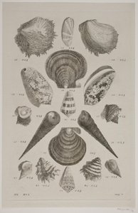 Tavola con conchiglie. Tavola 12. da Franz Michael Regenfus