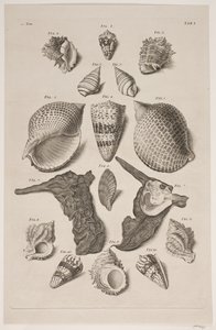 Tavola con conchiglie. Tavola 1. da Franz Michael Regenfus