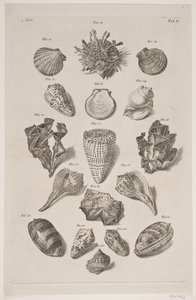 Tavola con conchiglie. Tavola 2. da Franz Michael Regenfus