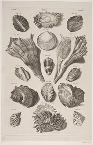 Tavola con conchiglie. Tavola 3. da Franz Michael Regenfus