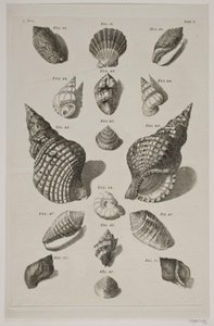 Planche med konkylier. Planche 5. da Franz Michael Regenfus