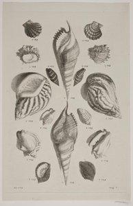 Tavola con conchiglie. Tavola 7. da Franz Michael Regenfus
